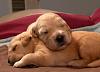 Test-too-cute-puppies-04-625x450.jpg